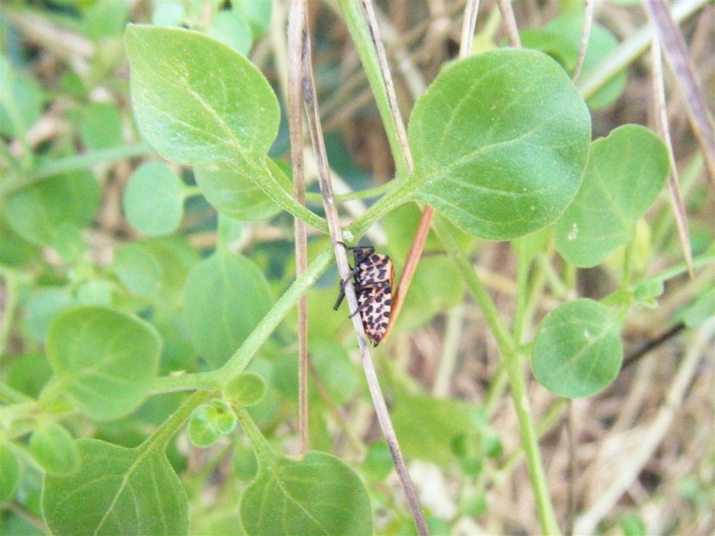 Pentatomidae: Graphosoma lin. italicum dellla Campania (NA)